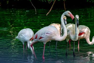 The American flamingo, Phoenicopterus ruber is a large species of flamingo