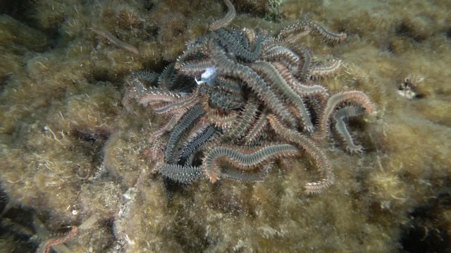 Time-lapse, A lot of fireworms in mating season. Bearded Fireworm (Hermodice carunculata) Underwater shot. Mediterranean Sea, Europe.