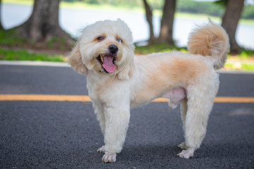 Cute white poodle dog on green park background, background nature, green, animal, relax pet, puppy poodle dog standing looking, animal funny
