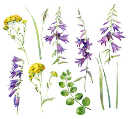 Set of watercolor flowers bluebells, tansy and grass.