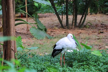 a white crane shrinks its neck