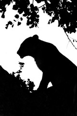 Mono silhouette of lion sitting in tree