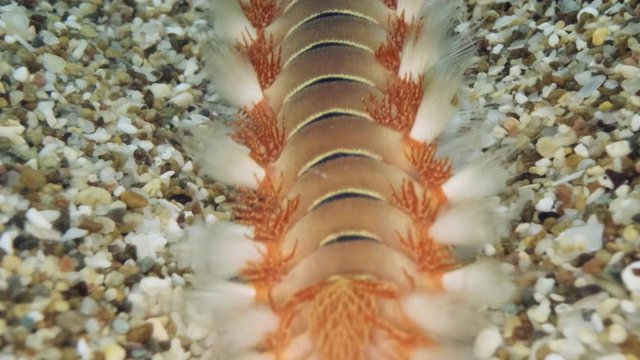 Slow motion, Extreme close up of fireworm is crawling on the sand. Movement from top to bottom. Bearded Fireworm (Hermodice carunculata) Underwater shot. Mediterranean Sea, Europe.