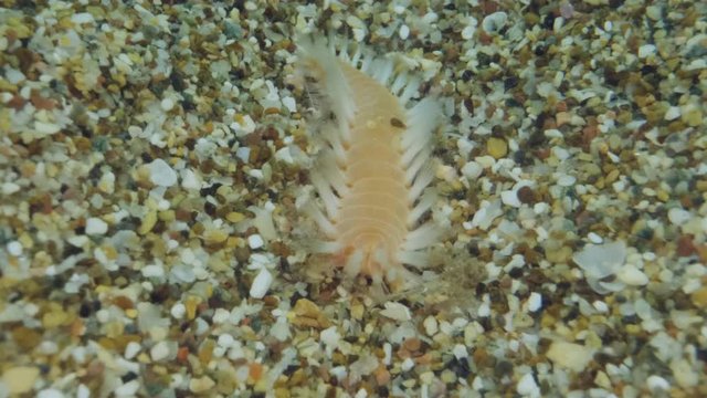Extreme close up, larva of fireworm is crawling on the sand. Diagonal movement from bottom to top. Bearded Fireworm (Hermodice carunculata) Underwater shot. Mediterranean Sea, Europe.