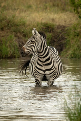 Fototapeta na wymiar Plains zebra stands in water turning head