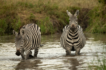 Fototapeta na wymiar Plains zebra walks past another in pool