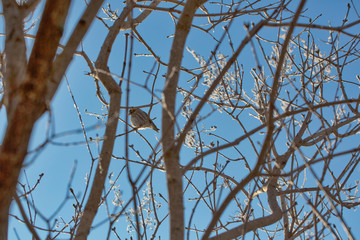 Little Sparrow In Tree On Winter Day