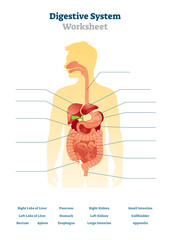Digestive system worksheet vector illustration. Blank inner organs scheme. - obrazy, fototapety, plakaty