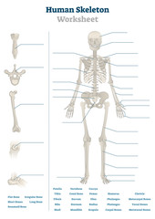 Human skeleton worksheet vector illustration. Blank educational bone scheme
