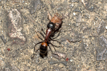 ムネアカオオアリ