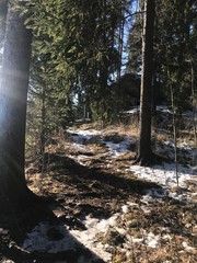 Fallen meteorite in a forest