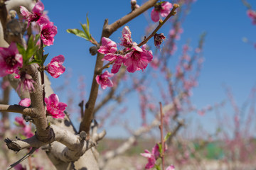 Beautiful pink peach flowers petals and trees blooming on a spring sunny day