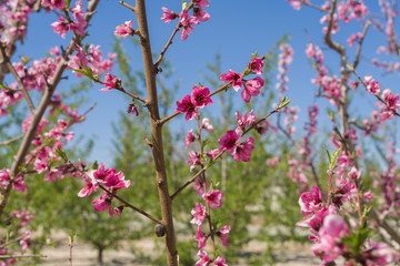Beautiful pink peach flowers petals and trees blooming on a spring sunny day