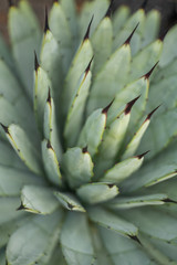 GUATIZA, LANZAROTE, LAS PALMAS, SPAIN : photo of exotic cactus plant growing.