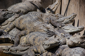 Numerous crocodiles stacked on top of each other in tight confined Crocodile skin farm. Cruel alligator farm in Siem Reap in Cambodia.