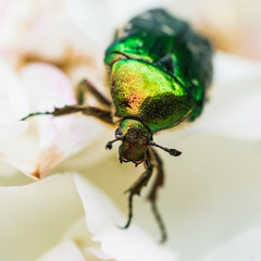 Green Beetle