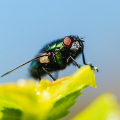 Greenbottle Outlook