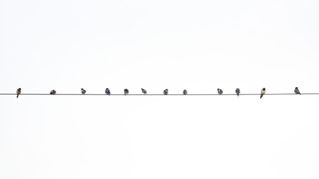group of bird on power line