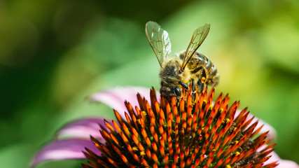 Coneflower Collector