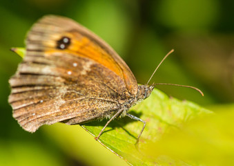 Waiting Gatekeeper