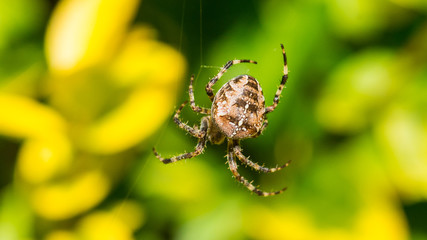 Garden Spider