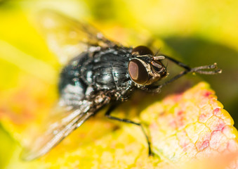 Bathing Bluebottle