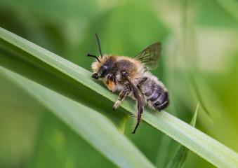 Leaf Cutter Bee