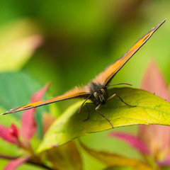 Gatekeeper Stare
