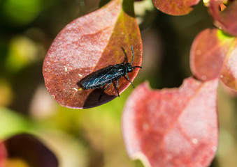 Berberis Sawfly