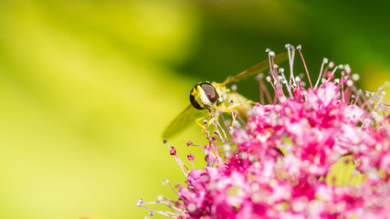 Pollen Picking