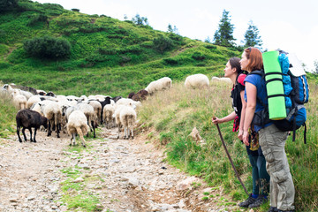 two hiker girls near a flock of sheeps on the trail in the mountains