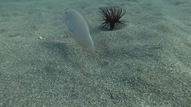 Slow motion, Razorfish slowly crawls out of the sand and swims away on background Cylinder Anemone. Pearly Razorfish or Cleaver Wrasse (Xyrichtys novacula) Underwater shot. Mediterranean Sea, Europe.