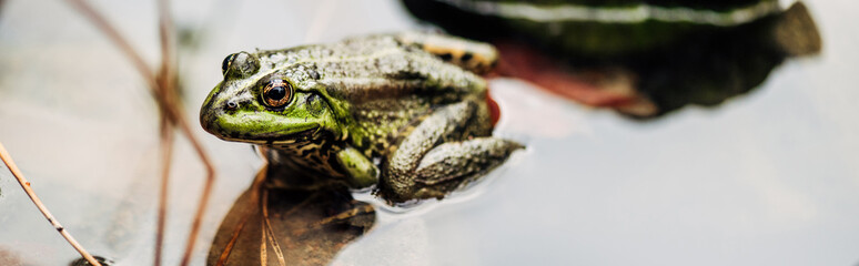 panoramic shot of green frog in river outside