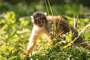 Totenkopf Affe
