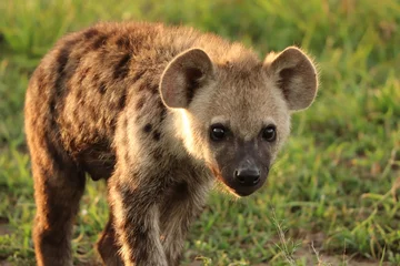 Foto auf Acrylglas Hyäne Tüpfelhyäne Gesicht Nahaufnahme, Masai Mara Nationalpark, Kenia.