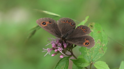 erebia su cavolaccio