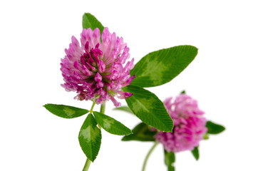 Rotklee - Trifolium pratense