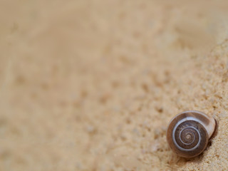 Fototapeta na wymiar Little snail in the corner of photo
