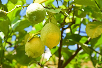 A lot of Green lemon on tree with green leaf