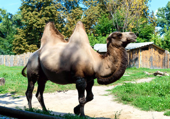 A beautiful funny  two-humped camel stands in the courtyard of the zoo. Side view.