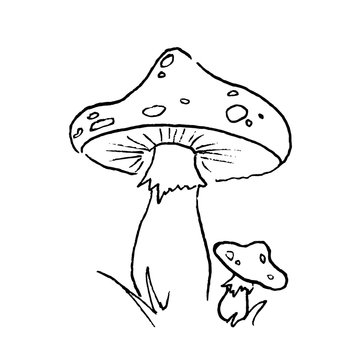 recommend clip art: Vector illustration. Cartoon sketch of mushroom amanita, fly agaric. Hand drawn doodle of edible mushroom.