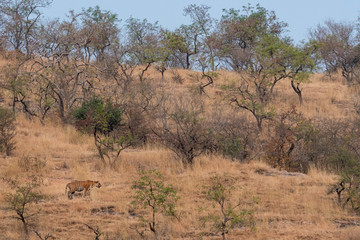 Wild Male tiger of ranthambore on stroll for territory marking. Landscape and habitat of a wild male tiger of dry deciduous forest of Ranthambore Tiger Reserve, India - Panthera tigris