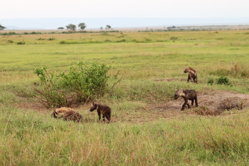 Spotted hyena cubs wandering by the den, Masai Mara National Park, Kenya.