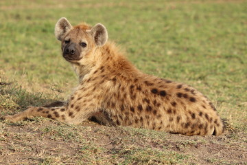 Spotted hyena resting, Masai Mara National Park, Kenya.