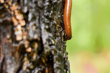 Millipede that climbs on a tree