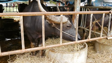 Video 4k of water buffalo resting at farm