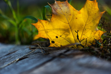 Colorful maple autumn leaves close-up