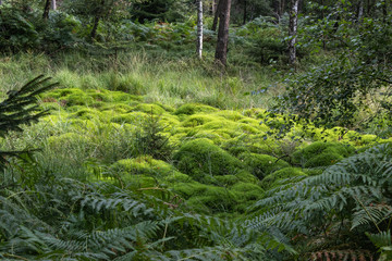 Wildlife sanctuary Hahnheide near Trittau