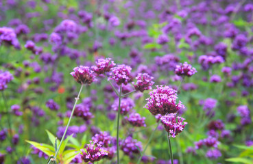 Close up Verbena field nature background , colorful flowers purple blooming in garden