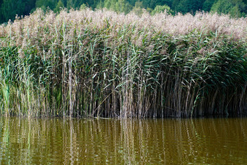 Horizontal shot. Thickets of reeds on the edge of the lake on a warm summer day. Reflection on the surface of the water. Green natural wall and shelter for wild animals.